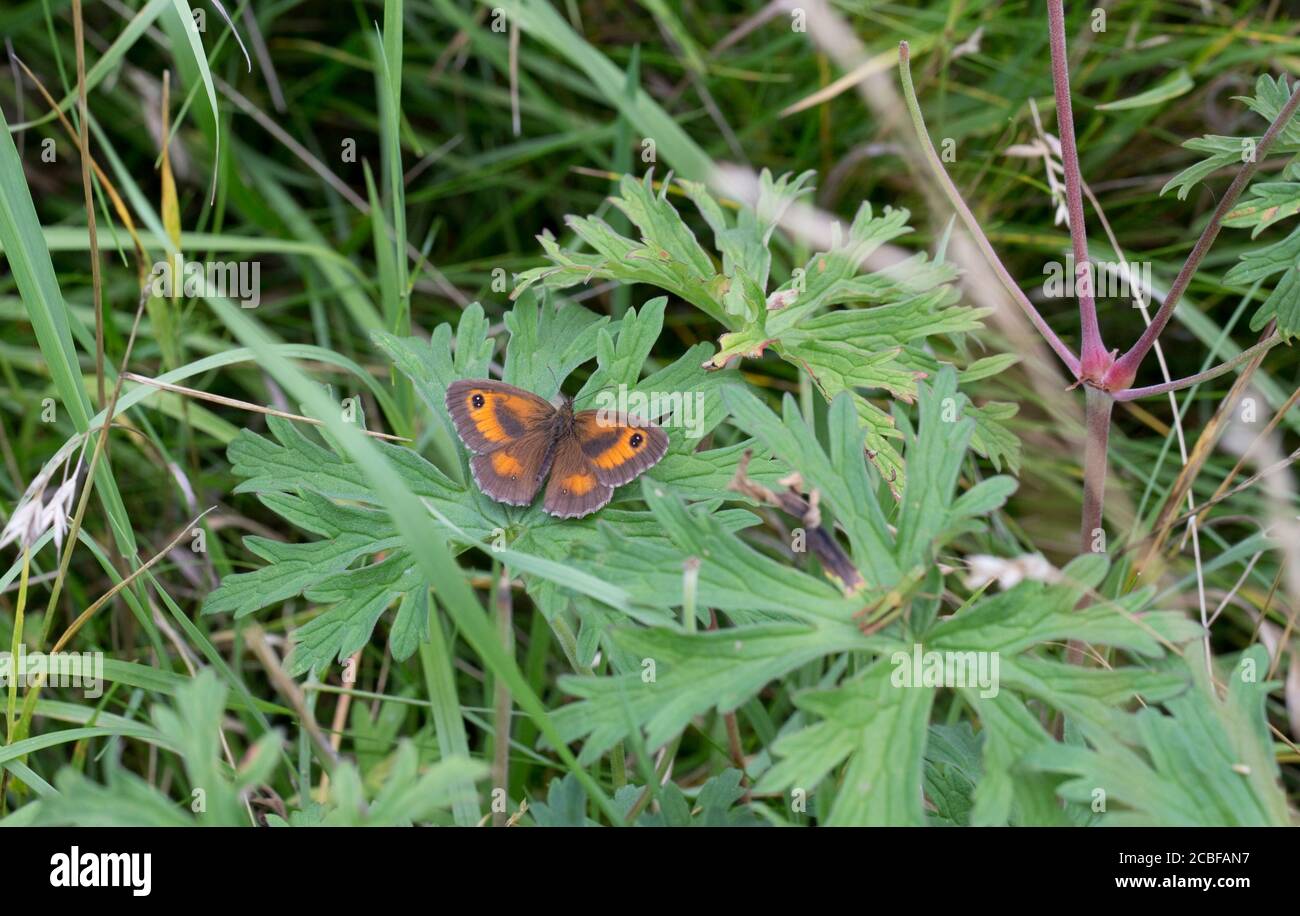 Single Gatekeeper Butterfly, Pyronia tithonus poggiato sulla foglia, Cotswolds UK Foto Stock