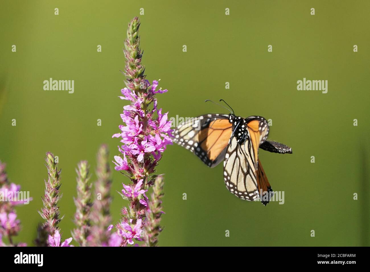Monarch farfalla su viola sciolto life fiore Foto Stock