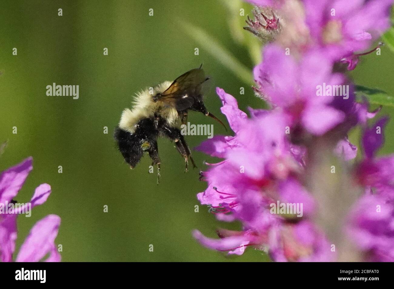 Bumblebee su viola sciolto life Foto Stock