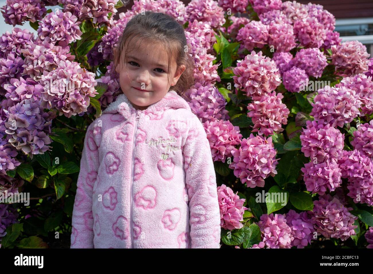 La bambina di quattro anni, vestita di una donnina rosa, si trova di fronte ad una pianta di Hydrangea rosa. Lancashire, Inghilterra, Regno Unito Foto Stock