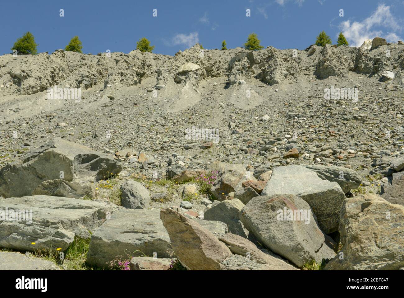 Fila di alberi in un muro ripido e roccioso Foto Stock