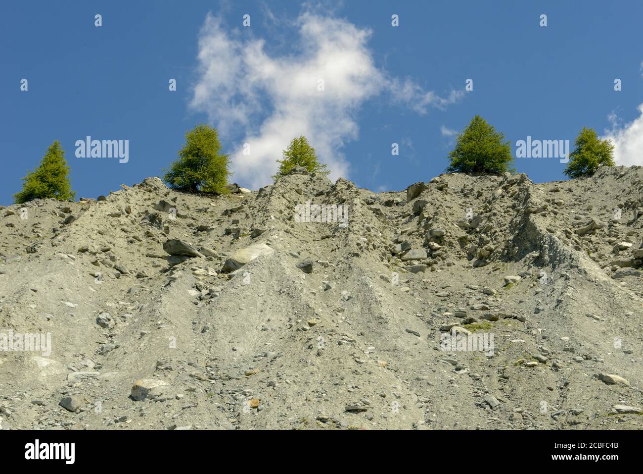 Fila di alberi in un muro ripido e roccioso Foto Stock