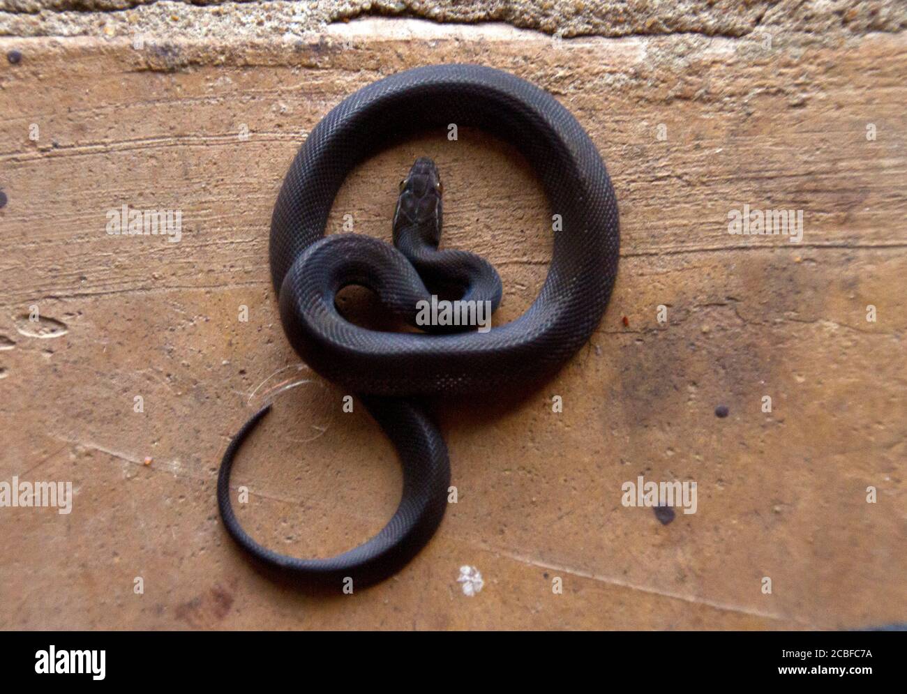 Il Brown House Snake è un membro comune della famiglia 'colubrid' o 'tipico' di serpenti. Non hanno fangs e constricano la loro preda. Foto Stock