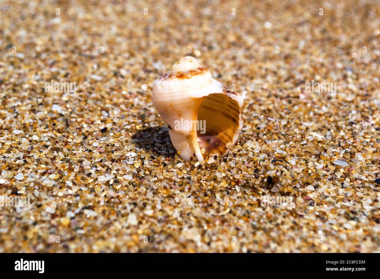 Conchiglia di mare sulla spiaggia Mar Nero, Bulgaria Foto Stock