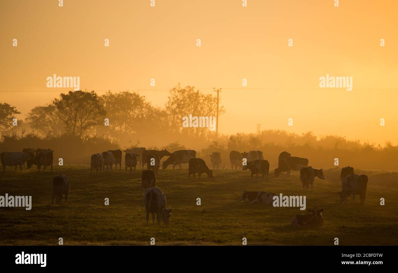 Mucche da latte che pascolano in un prato d'erba durante l'alba nebbiosa Mattina in Irlanda rurale Foto Stock