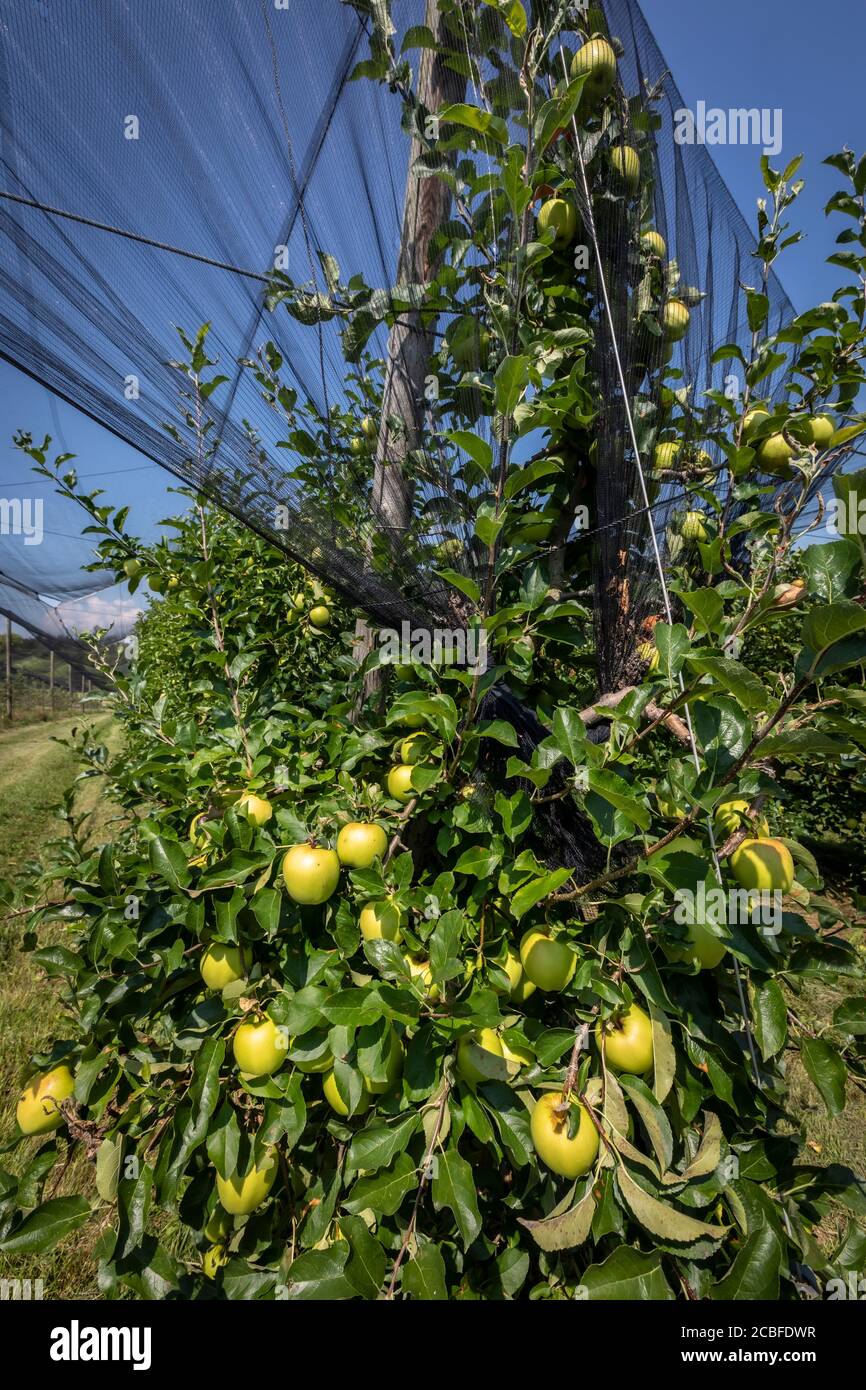 grandine di protezione sopra le mele in stiria , austria Foto Stock