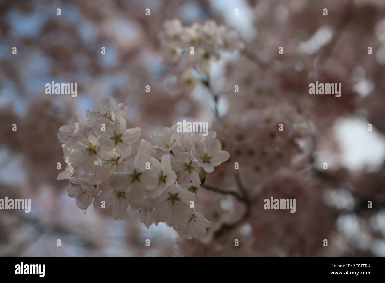 Fiori di Ciliegio in Washington DC Foto Stock