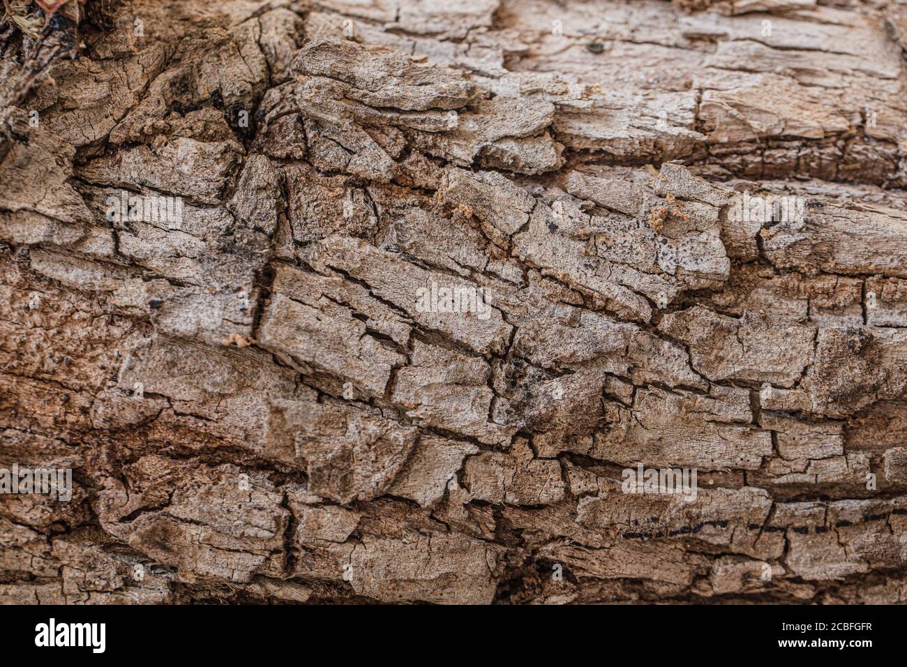 Secco marrone alto dettaglio albero corteccia texture per sfondo Foto Stock