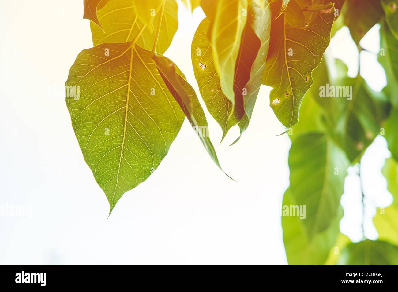 Bodhi foglia verde fresco natura ecologia con luce solare fotosintesi Foto Stock
