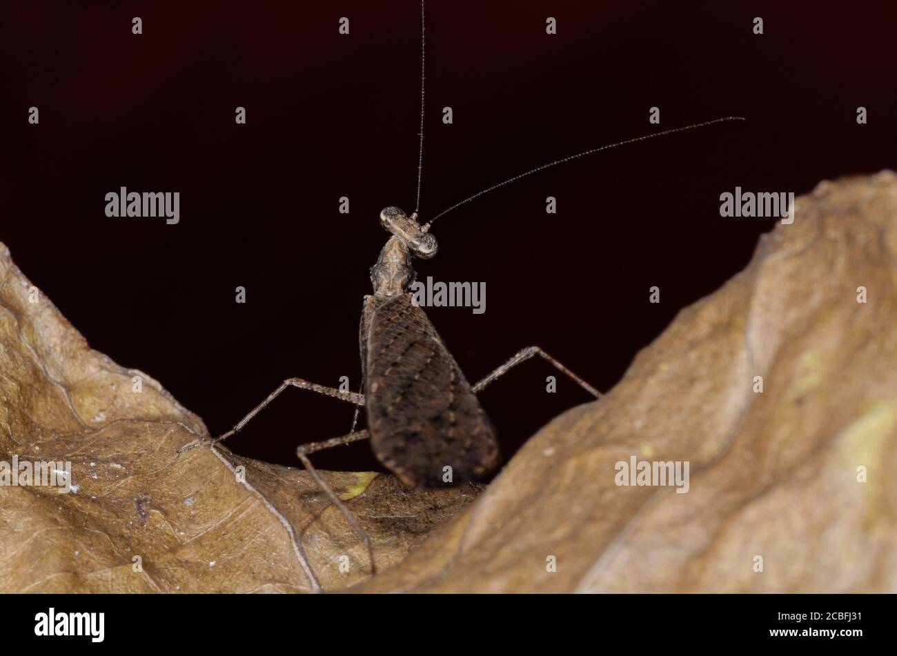 Mantis africano su una foglia morta Foto Stock