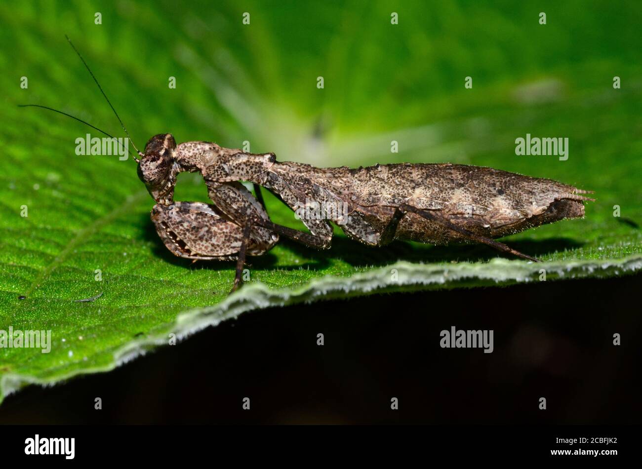 Mantide africana femminile su una foglia Foto Stock