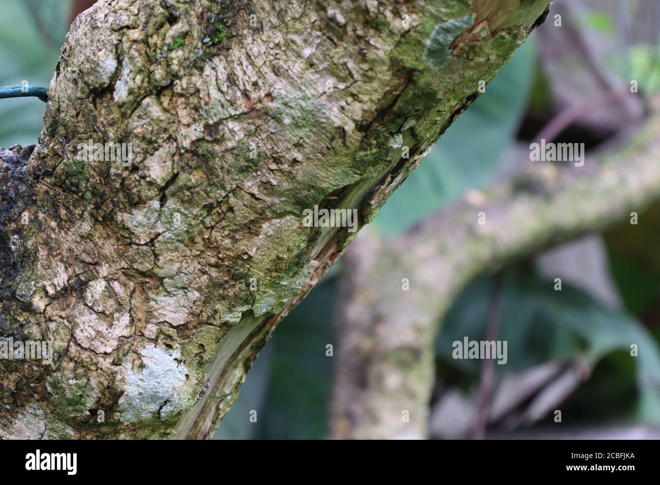 Questa corteccia di nome 'Wathusudu' fiore albero dà duro disegno dalla natura. Sri Lanka, Asia. Foto Stock