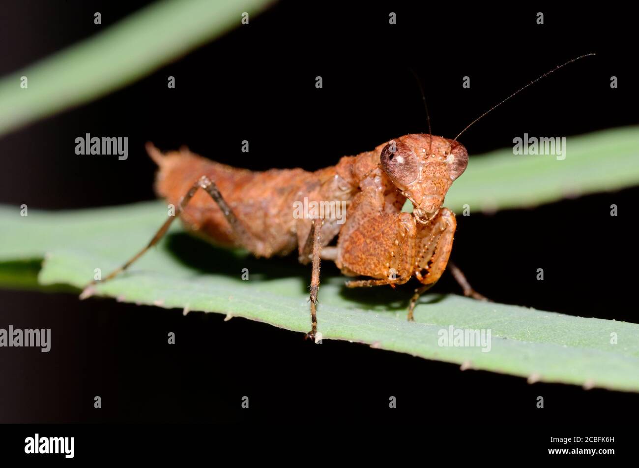 Mantis marrone africano Foto Stock