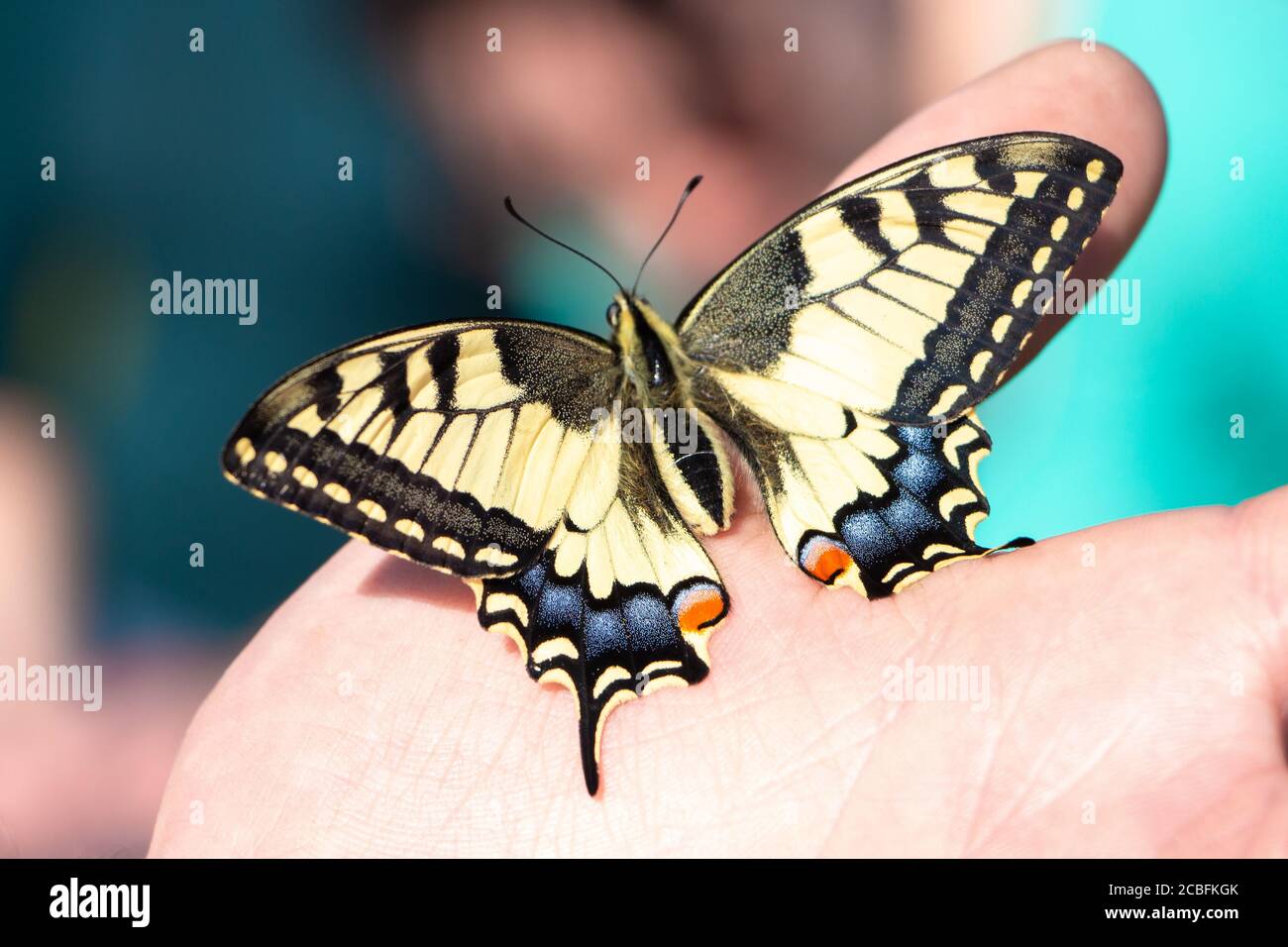 Farfalla Machaon (Papilio machaon, coda di rondine) seduta sulla mano. Bellissimo insetto colorato con ali puntate gialle, arancioni, blu e nere. Ma Foto Stock