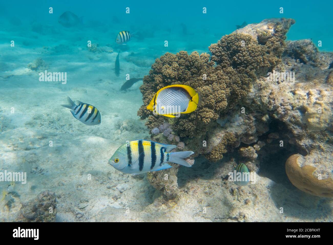 Scuola di pesce maggiore sergente (pintano) e pesce farfalla nero (Chaetodon melannotus) nel Mar Rosso, Egitto. Pesce tropicale a strisce luminose nella o Foto Stock