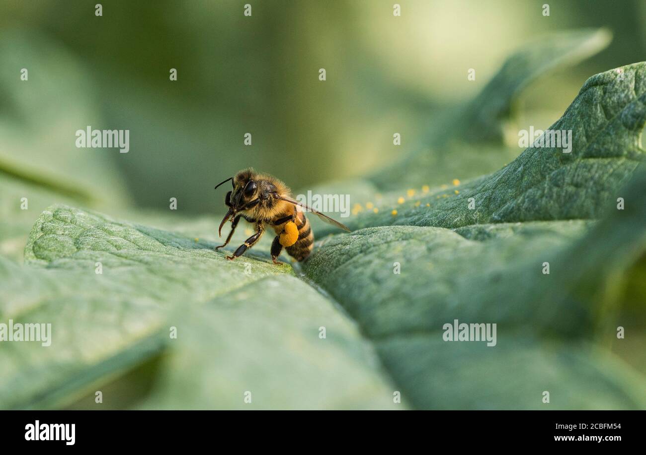 Un'ape con sacchi di polline caricati, appoggiata su una grande foglia verde. Foto Stock