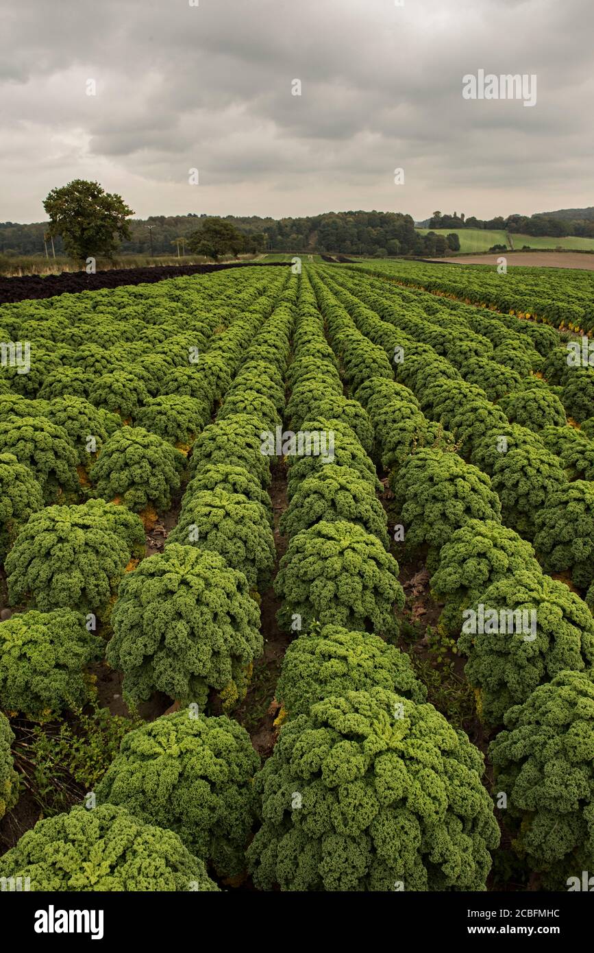 Un campo di coltura di Kale in Nottinghamshire, inghilterra, uk foto: andy Weekes Foto Stock