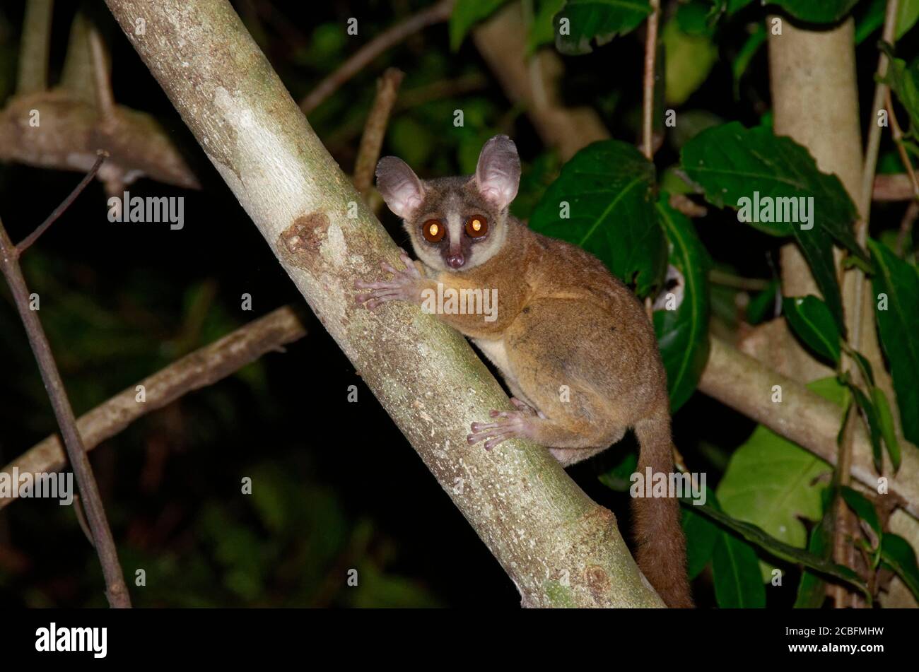 Udzungwa galago in un albero Foto Stock