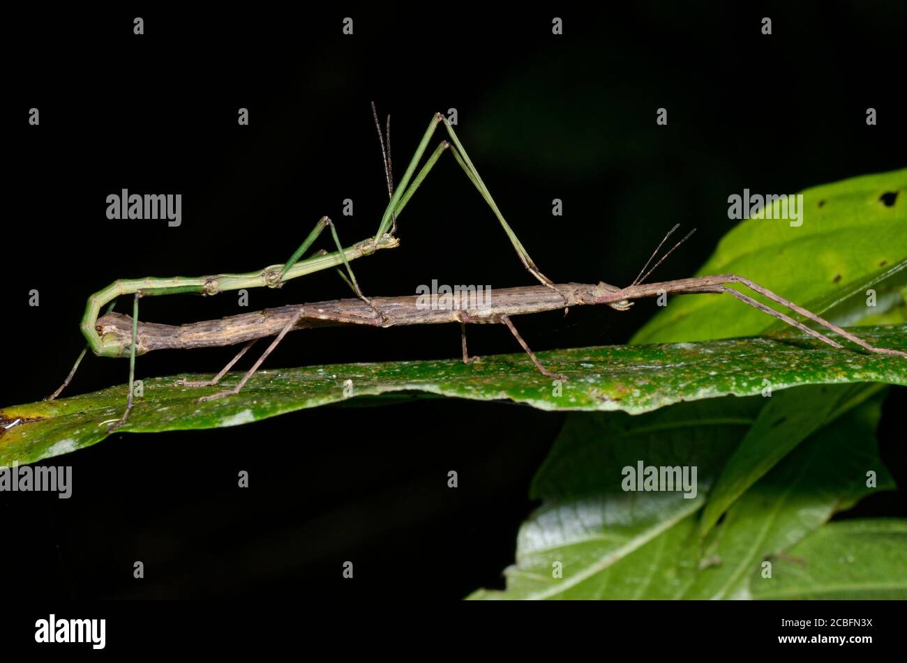 Fasmidi di accoppiamento Foto Stock