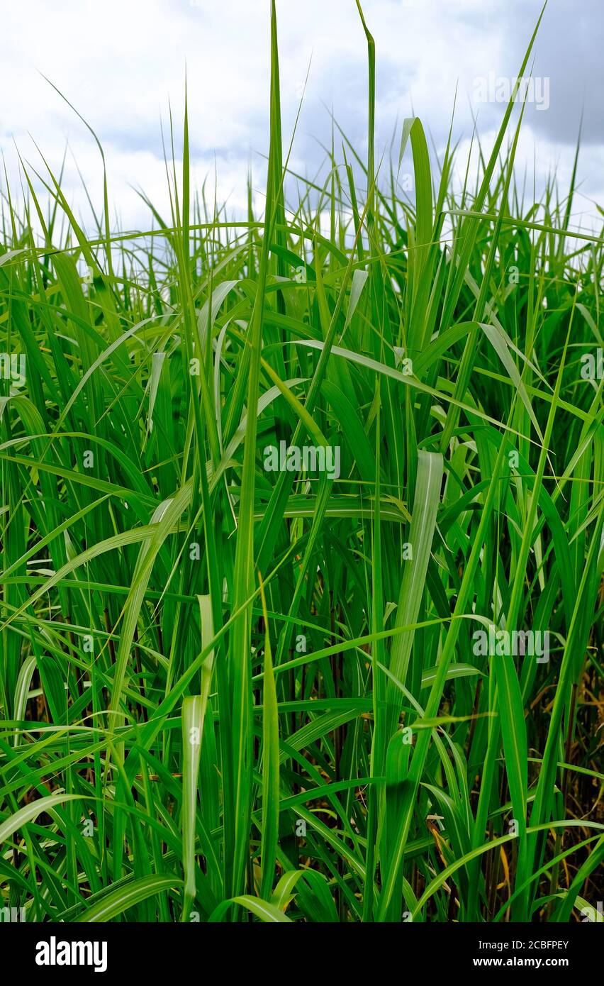 erba verde degli elefanti, miscanto, che cresce nel nord di norfolk, inghilterra Foto Stock