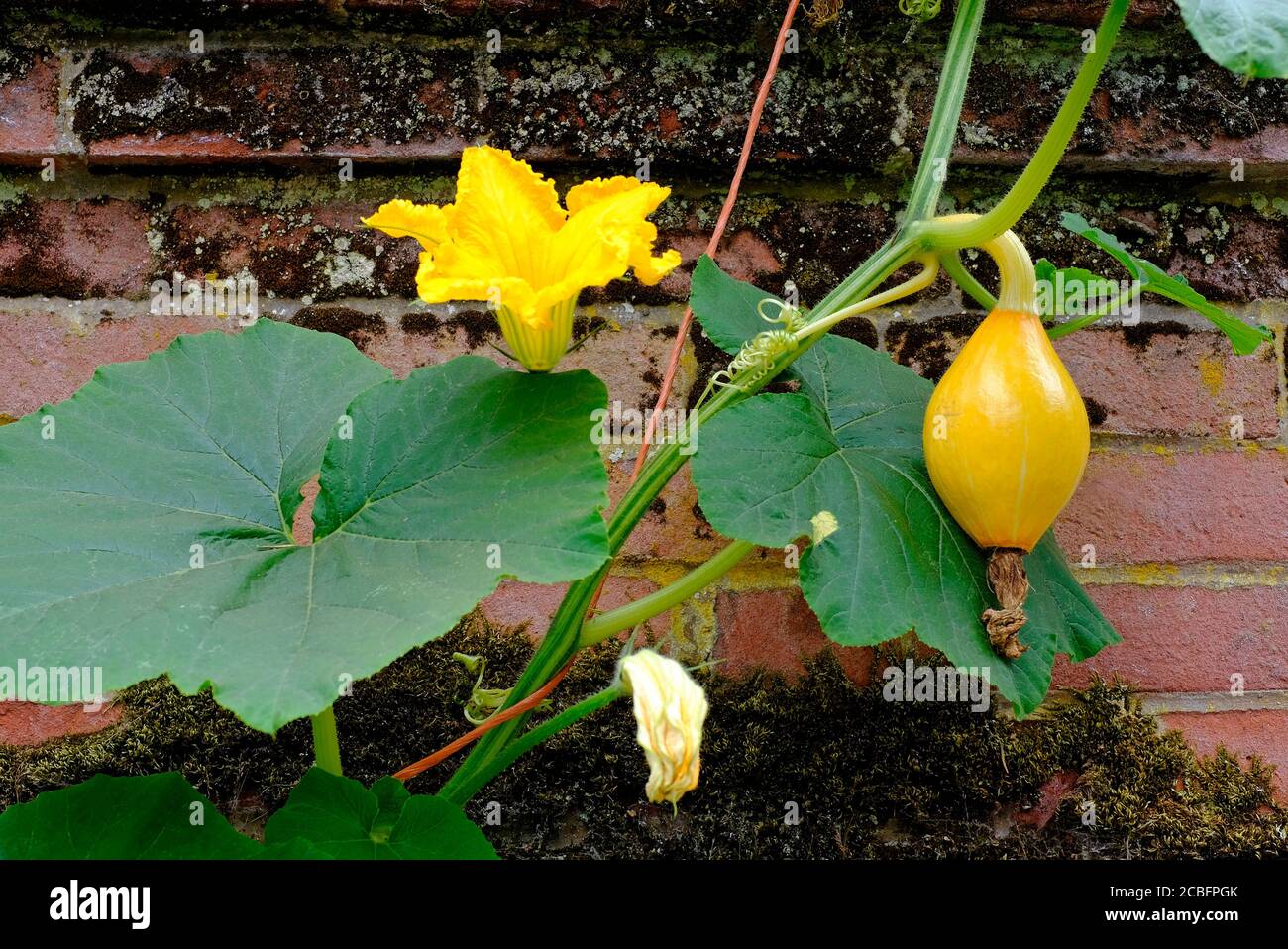 giovane zucca che cresce accanto alla parete di mattoni nel giardino inglese, norfolk, inghilterra Foto Stock giovane zucca che cresce accanto alla parete di mattoni nel giardino inglese, norfolk, inghilterra Foto Stock