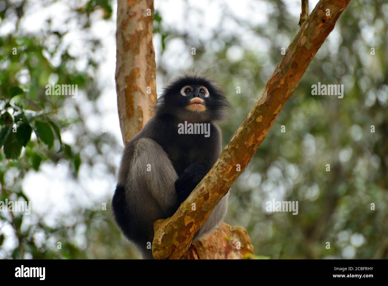 Scimmia a foglia crepusky (Trachypithecus obscure) su albero. Kaeng Krachan National Park, Thailandia Foto Stock