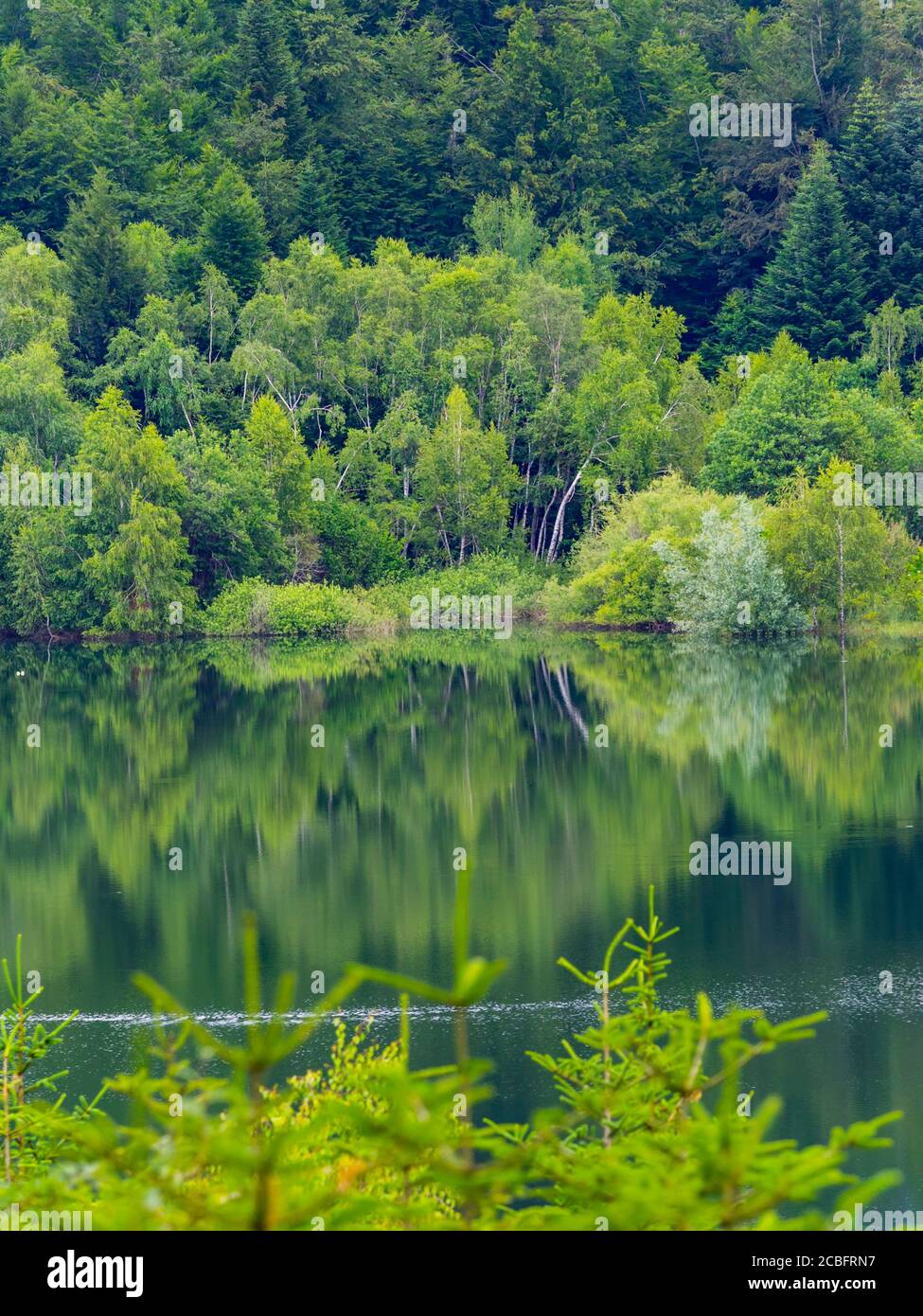 Verde foresta bella natura preservata ambiente naturale stagione primaverile lago Lepenica vicino Fuzine in Croazia Europa Foto Stock