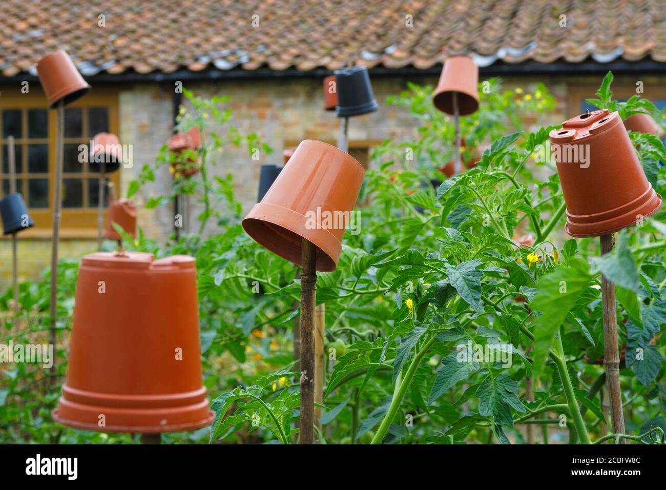 Pentole ribaltate in cima a canne di piante di pomodoro in un giardino di cucina. Foto Stock