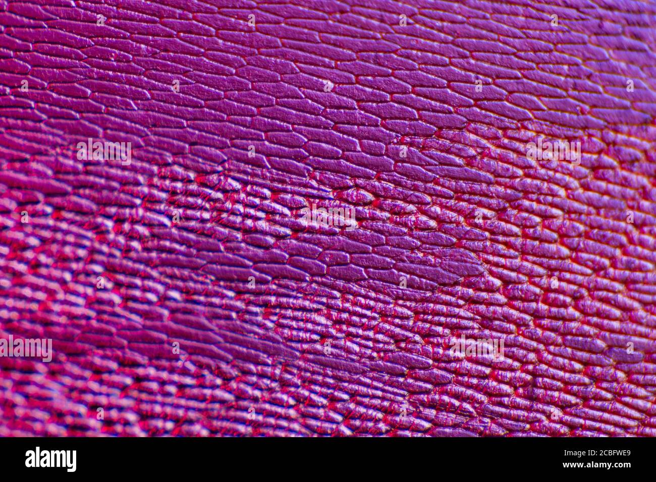 Epidermide della cipolla con grandi cellule pigmentate. Cellule epidermiche chiare di una cipolla. Adatto come sfondo abstact. Foto Stock
