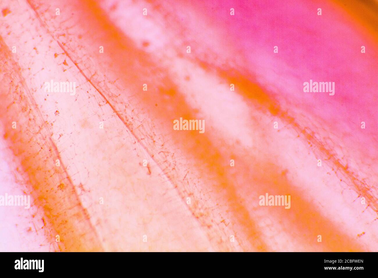 Grandi cellule di cipolla pigmentate. Cellule epidermiche chiare di una cipolla. Adatto come sfondo abstact. Foto Stock