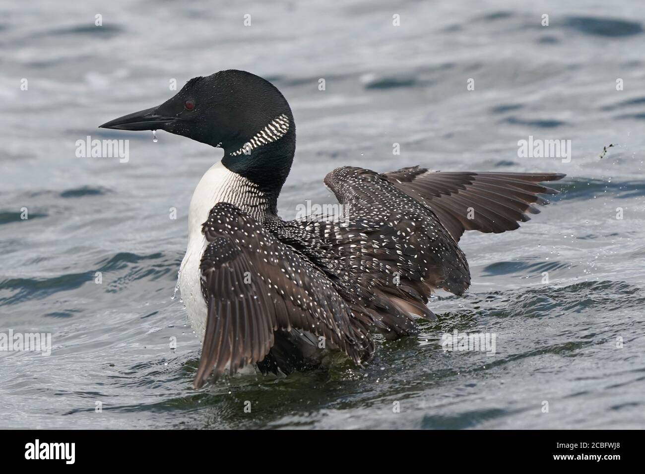 Comune Loon nuoto pesca e nuoto sul lago in estate Foto Stock