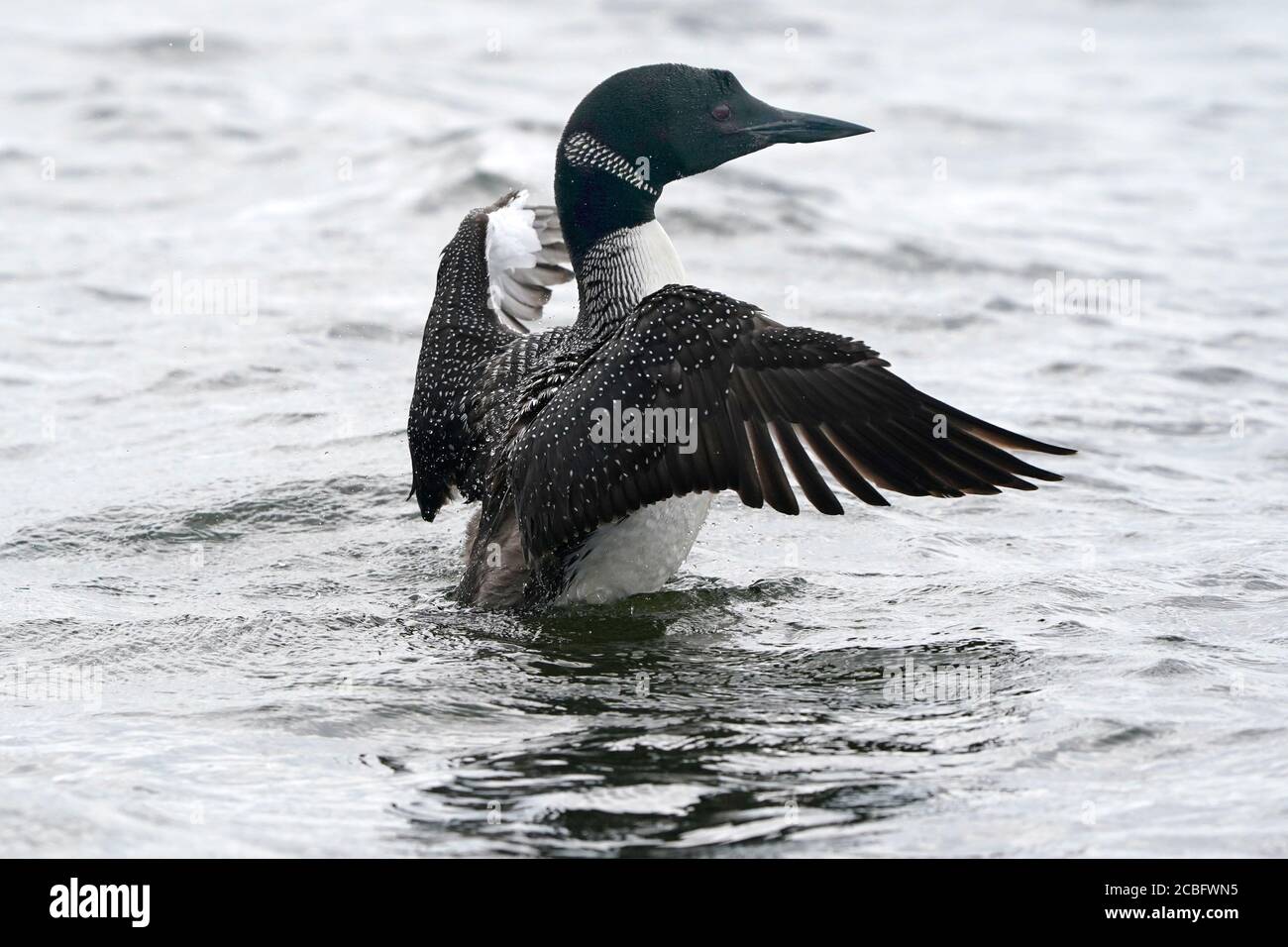 Comune Loon nuoto pesca e nuoto sul lago in estate Foto Stock