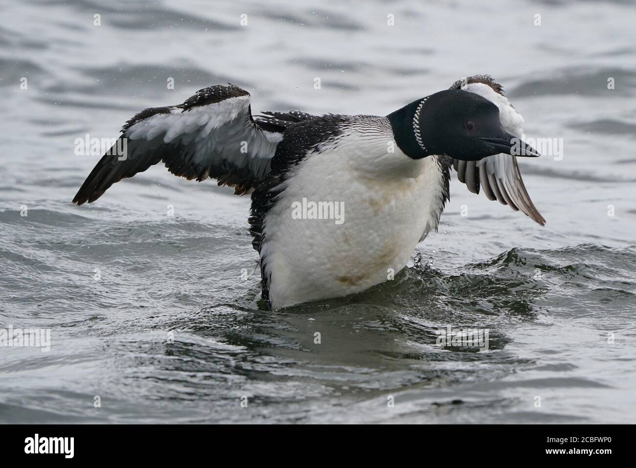 Comune Loon nuoto pesca e nuoto sul lago in estate Foto Stock