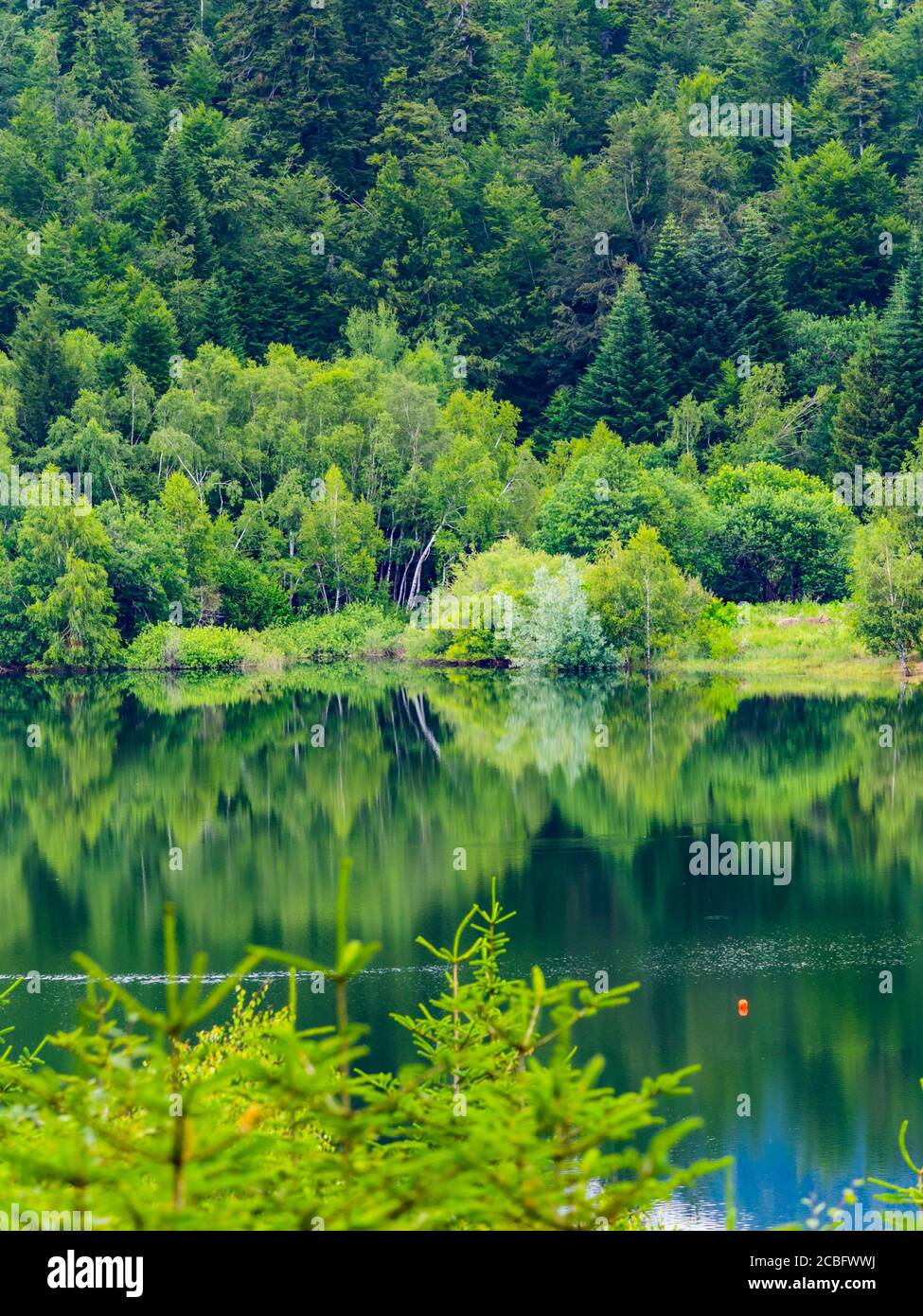 Verde foresta bella natura preservata ambiente naturale stagione primaverile lago Lepenica vicino Fuzine in Croazia Europa Foto Stock