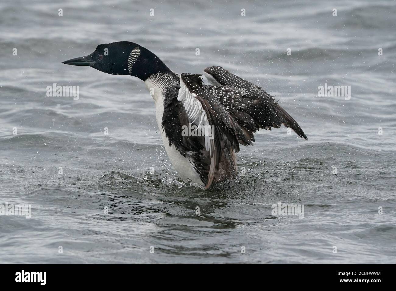 Comune Loon nuoto pesca e nuoto sul lago in estate Foto Stock