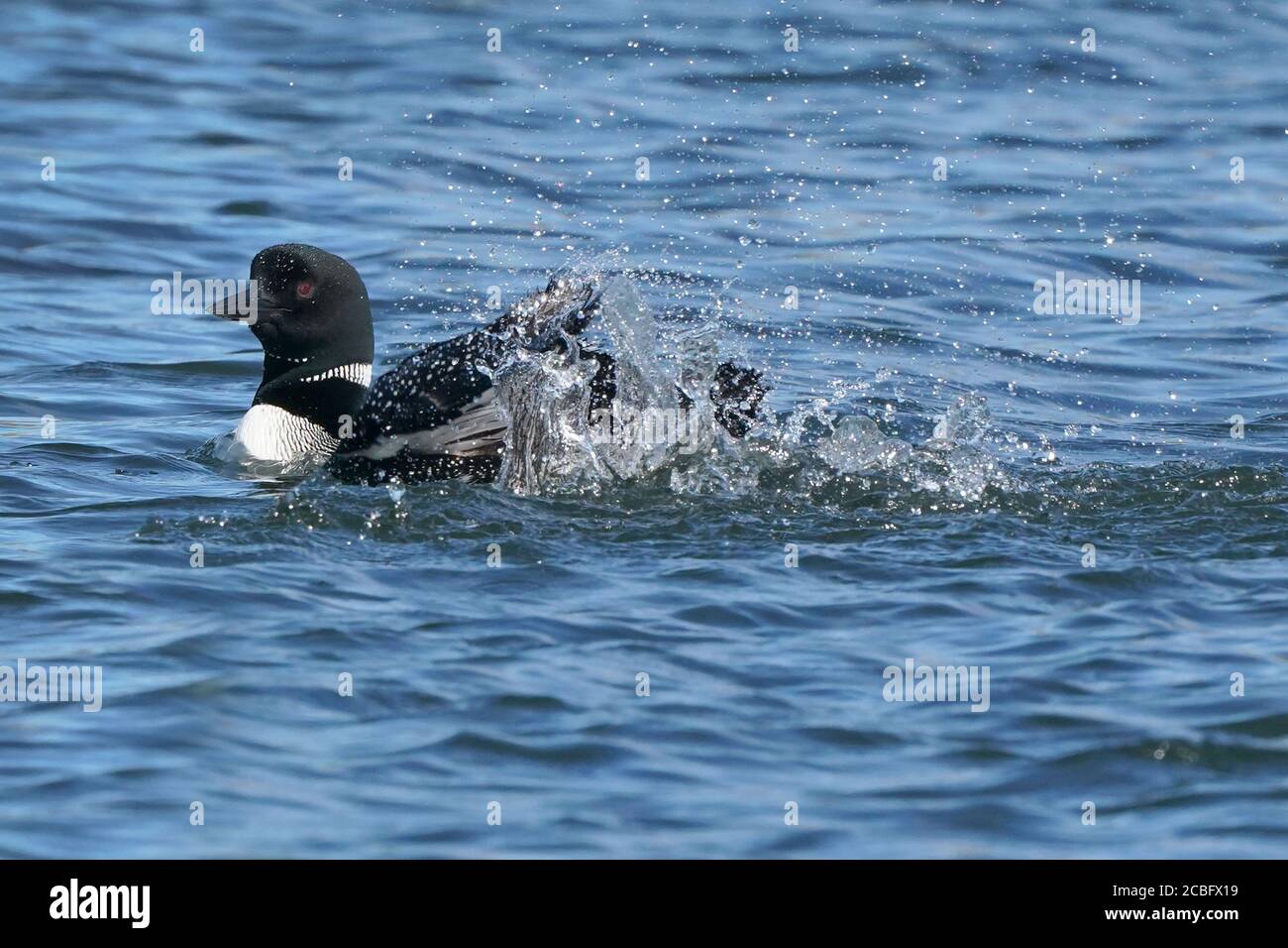 Comune Loon nuoto pesca e nuoto sul lago in estate Foto Stock