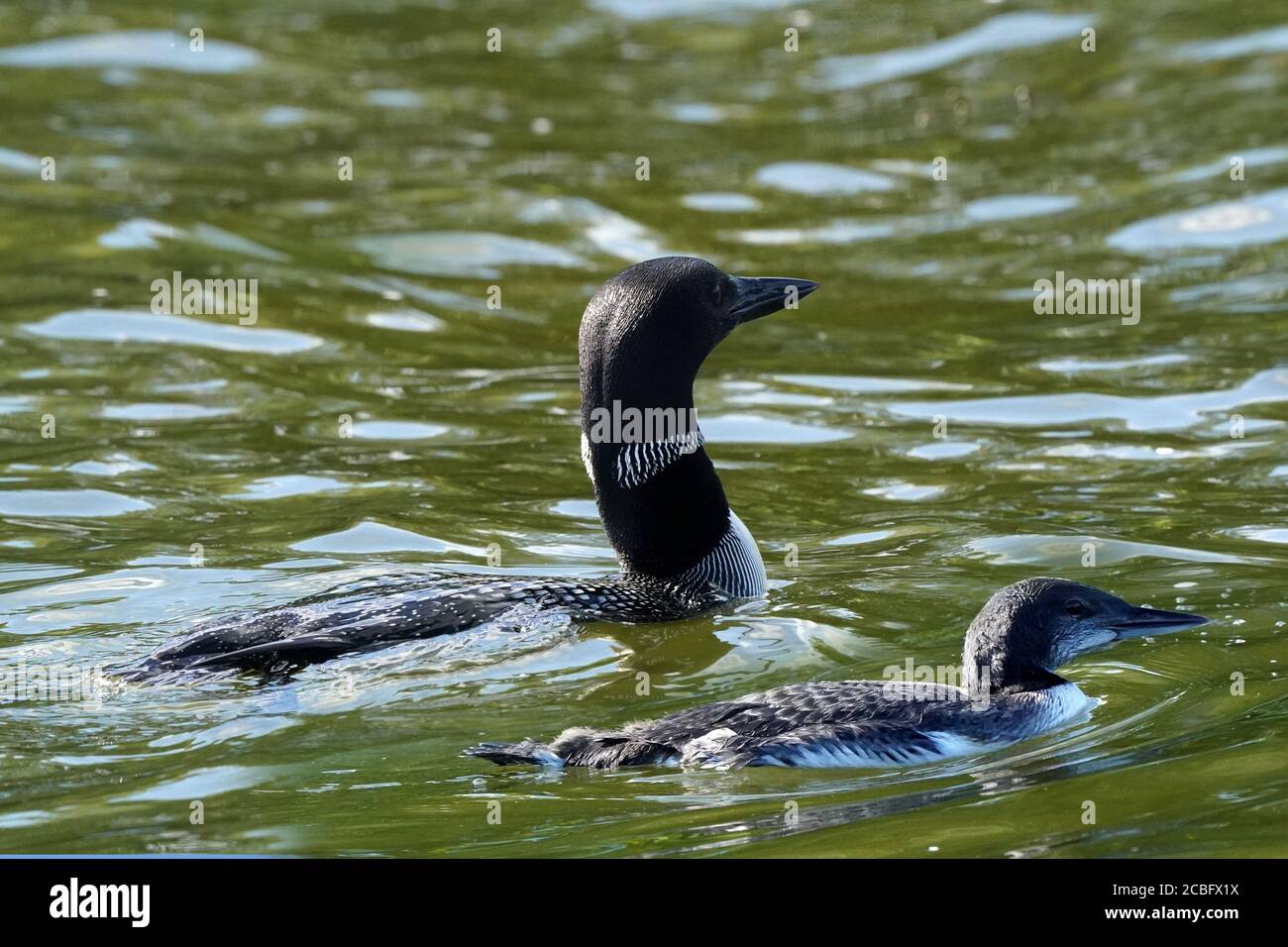 Comune Loon nuoto pesca e nuoto sul lago in estate Foto Stock