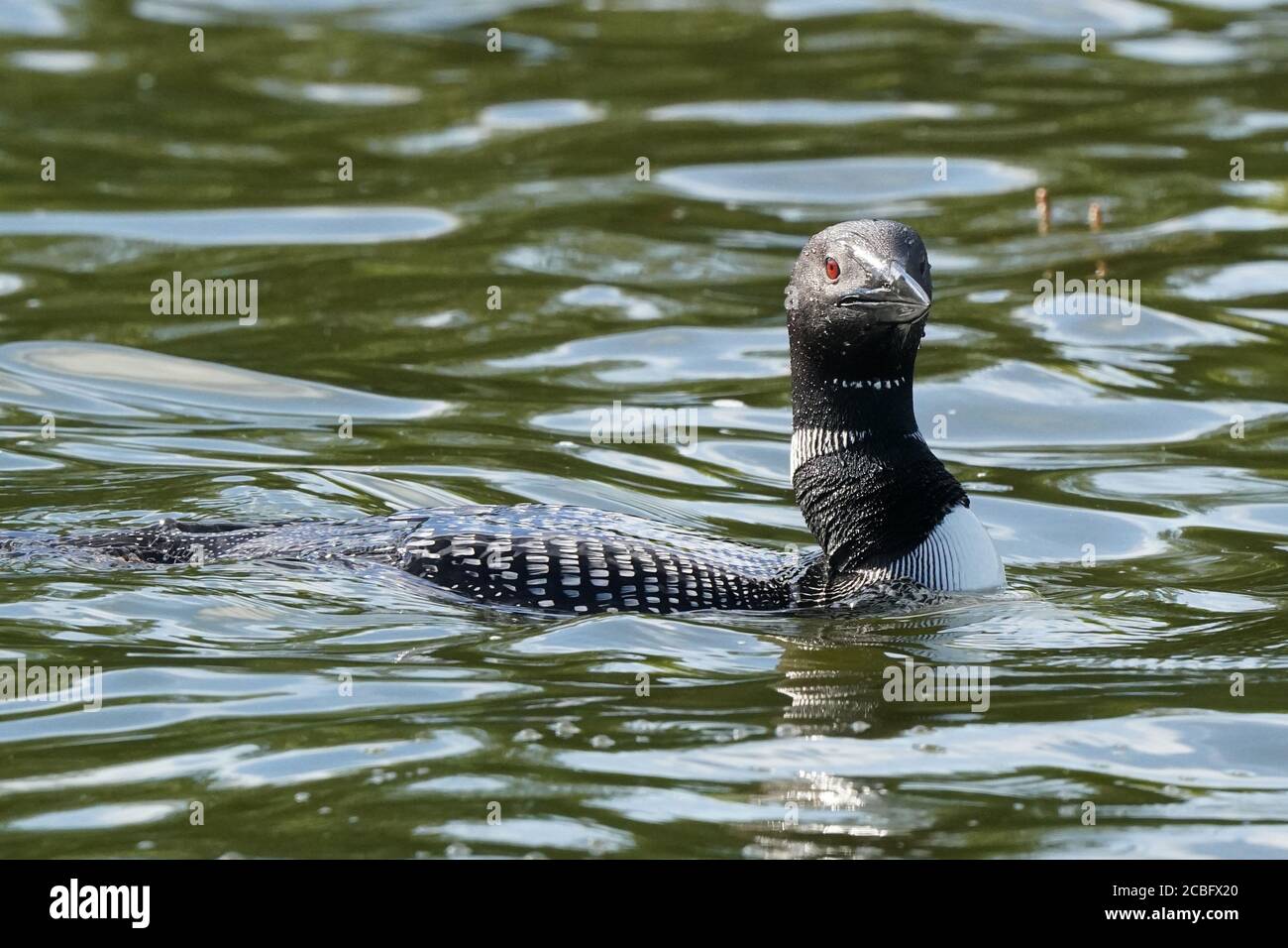 Comune Loon nuoto pesca e nuoto sul lago in estate Foto Stock