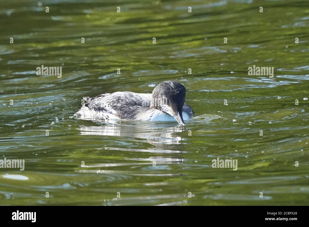 Comune Loon nuoto pesca e nuoto sul lago in estate Foto Stock