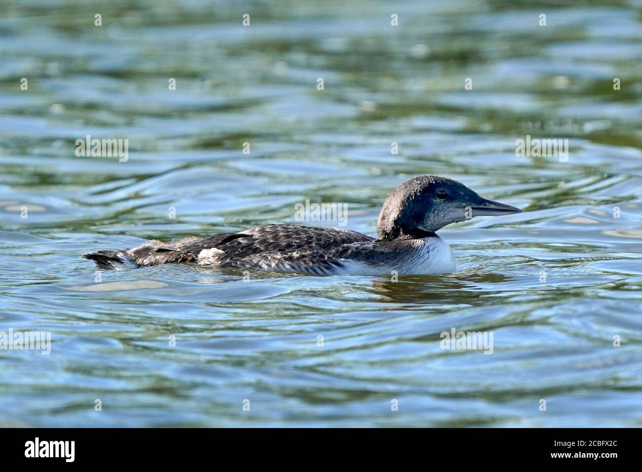 Comune Loon nuoto pesca e nuoto sul lago in estate Foto Stock