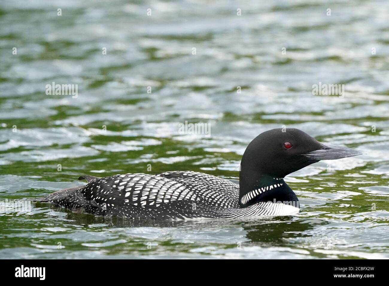 Comune Loon nuoto pesca e nuoto sul lago in estate Foto Stock