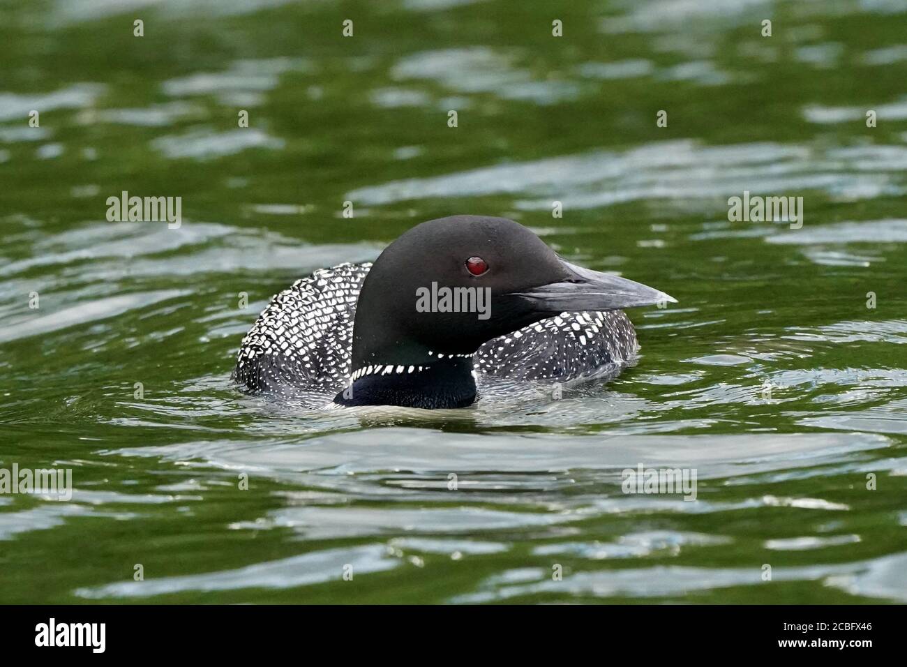 Comune Loon nuoto pesca e nuoto sul lago in estate Foto Stock