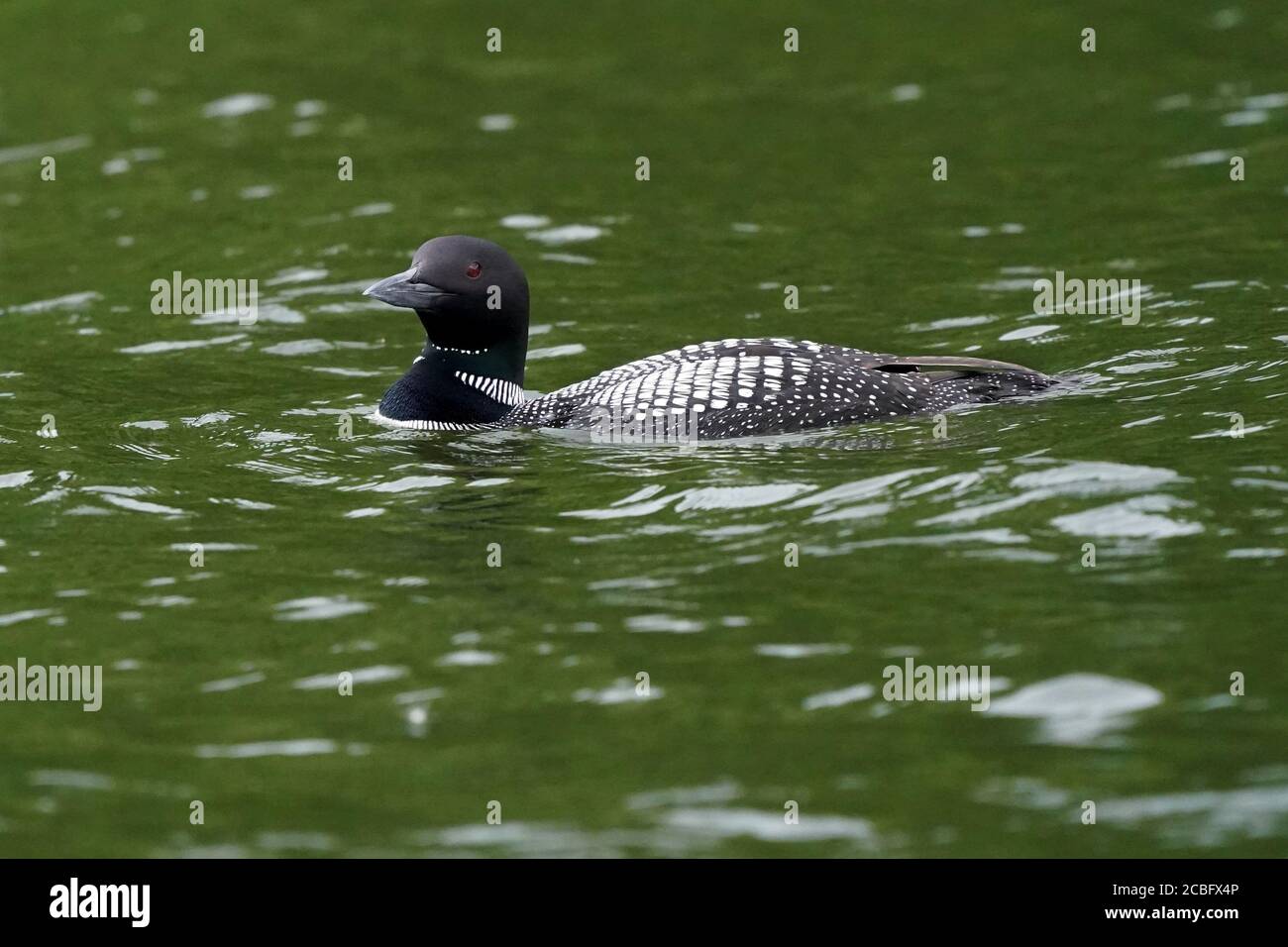 Comune Loon nuoto pesca e nuoto sul lago in estate Foto Stock