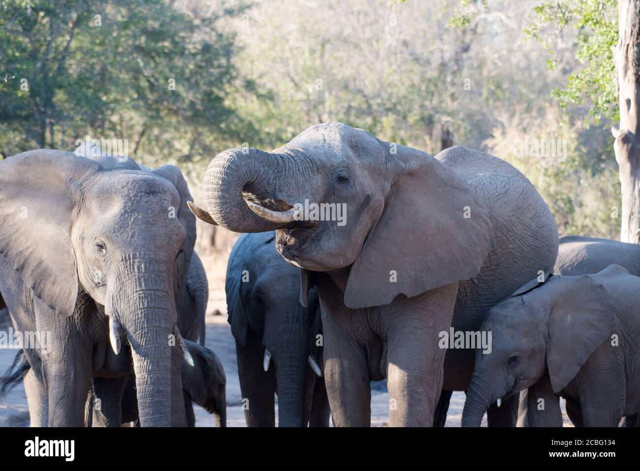 Gruppo di elefanti al waterhole facendo giri per stare in piedi e bere acqua Foto Stock