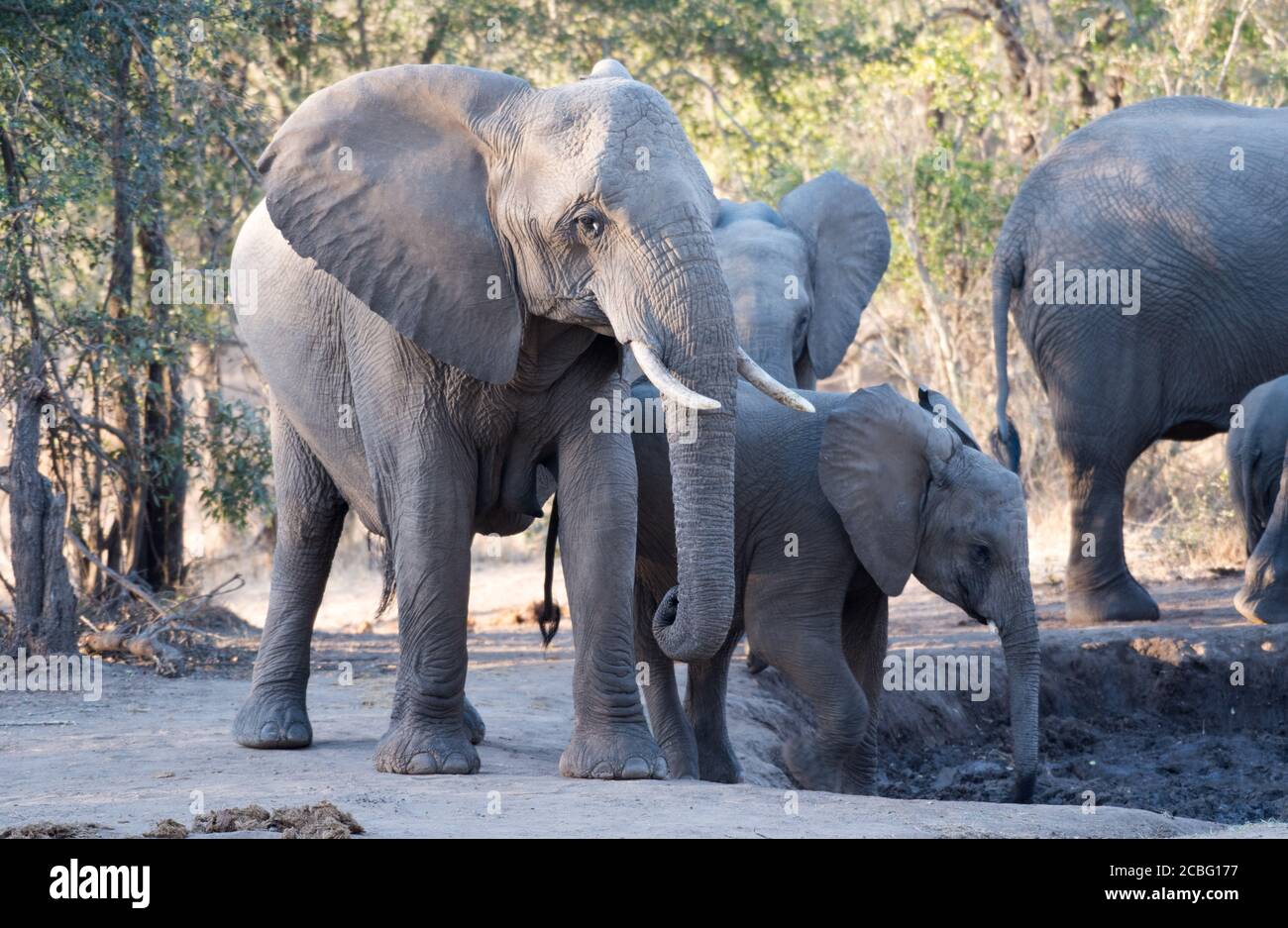 Gruppo di elefanti al waterhole facendo giri per stare in piedi e bere acqua Foto Stock