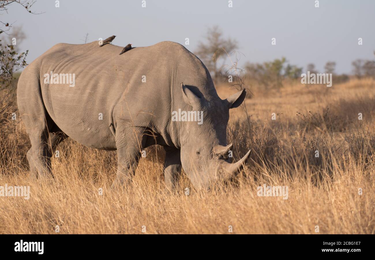 Rhino in piedi in erba campo con testa giù alimentazione con due oxpeckers rosso fatturati seduti sulla schiena Foto Stock