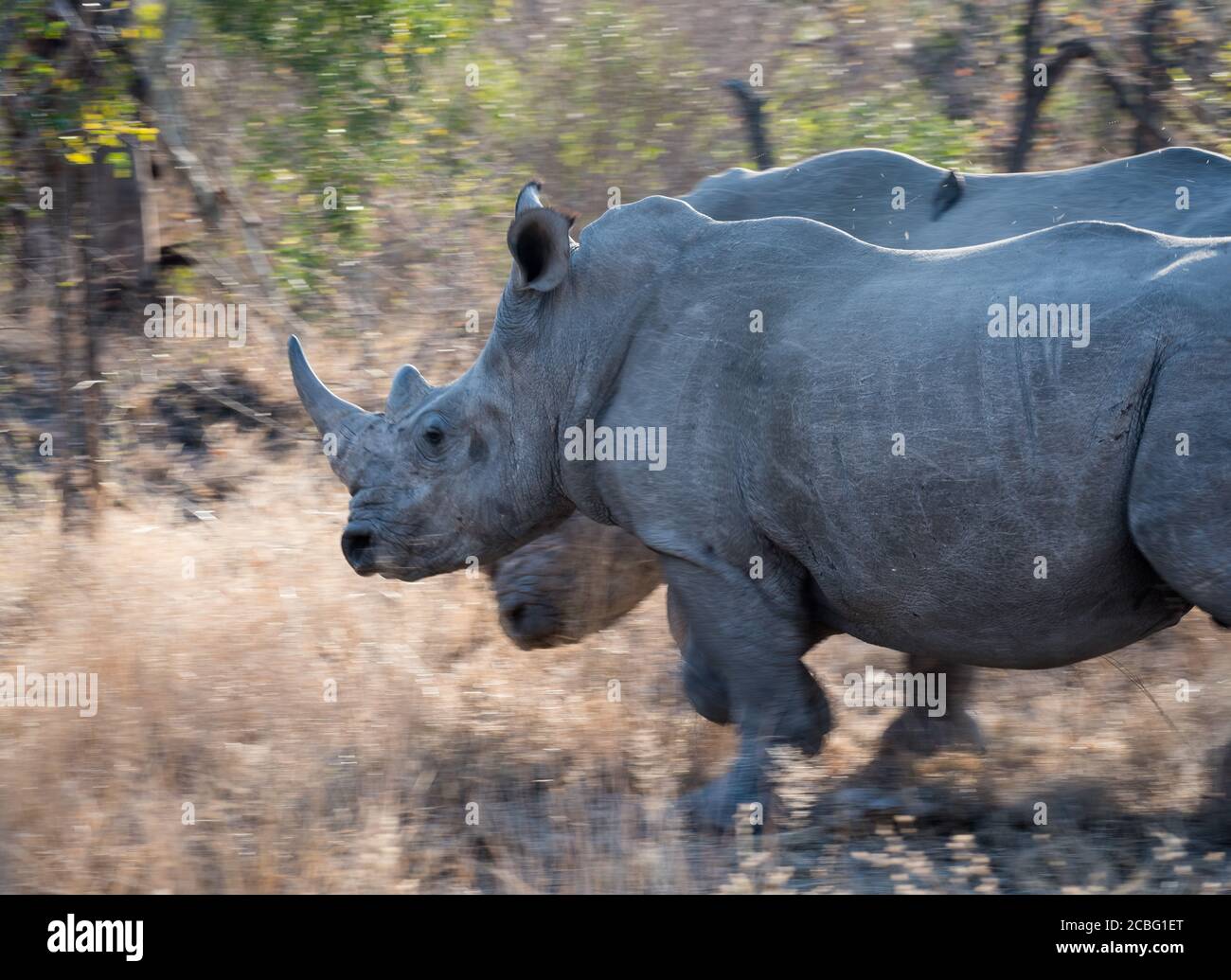 Due rinoceronti bianchi in movimento che corrono da erba aperta alla boccola più spessa Foto Stock