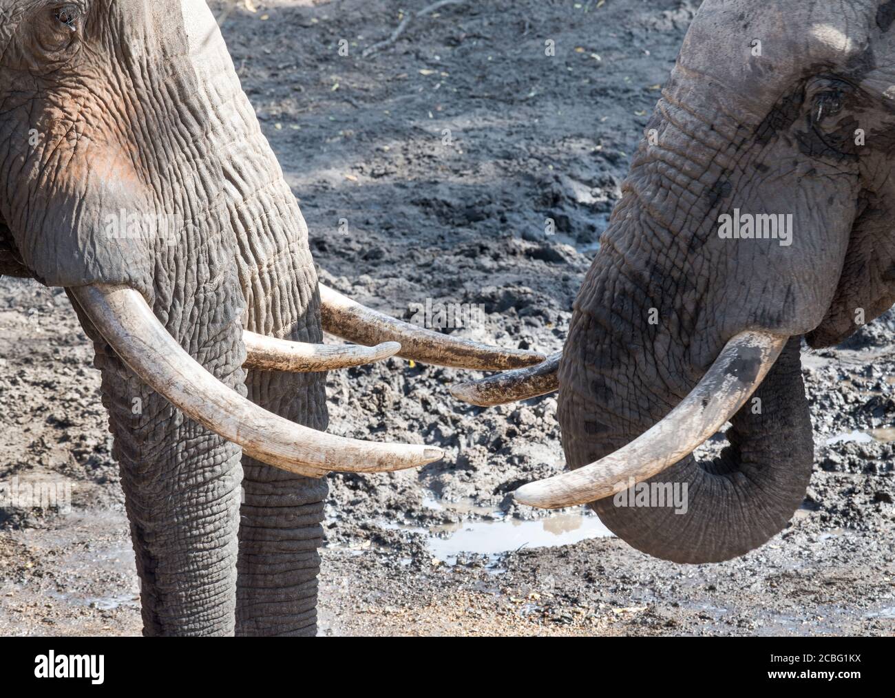 Tre grossi tori di elefante in piedi faccia a faccia con le zanne mostrarsi l'un l'altro e bere acqua da un piccolo foro nel terreno Foto Stock