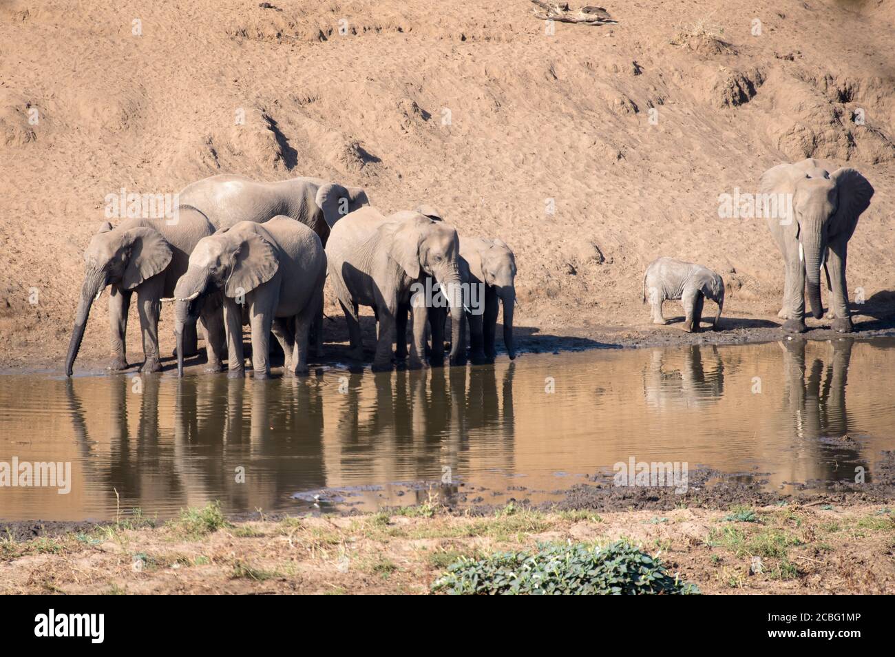 Allevamento di elefanti in piedi accanto ad una sorgente naturale nel fiume e acqua potabile con i loro riflessi sull'acqua Foto Stock