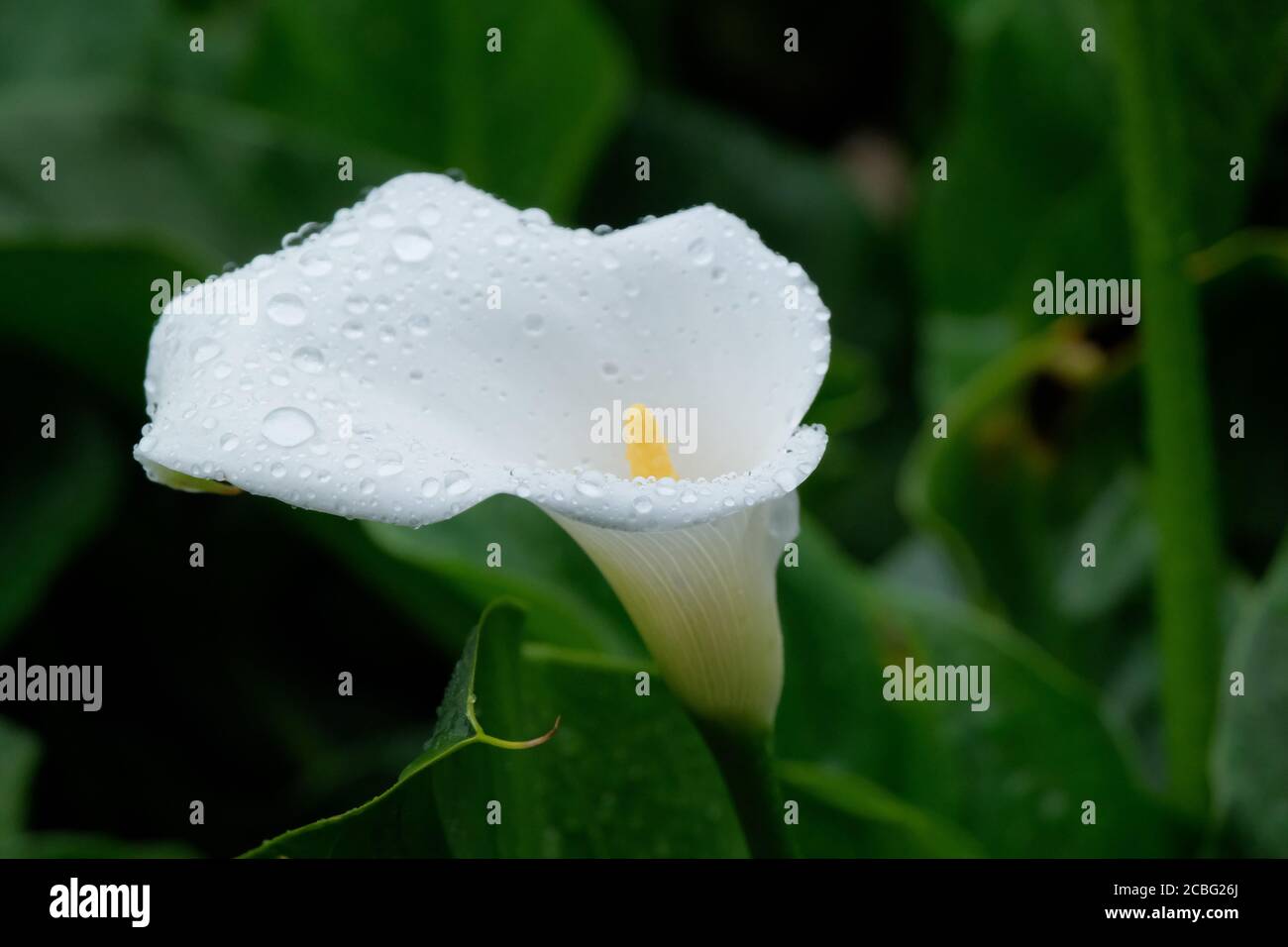 Wtaer cade su un fiore di calla giglio in un giardino. Foto Stock